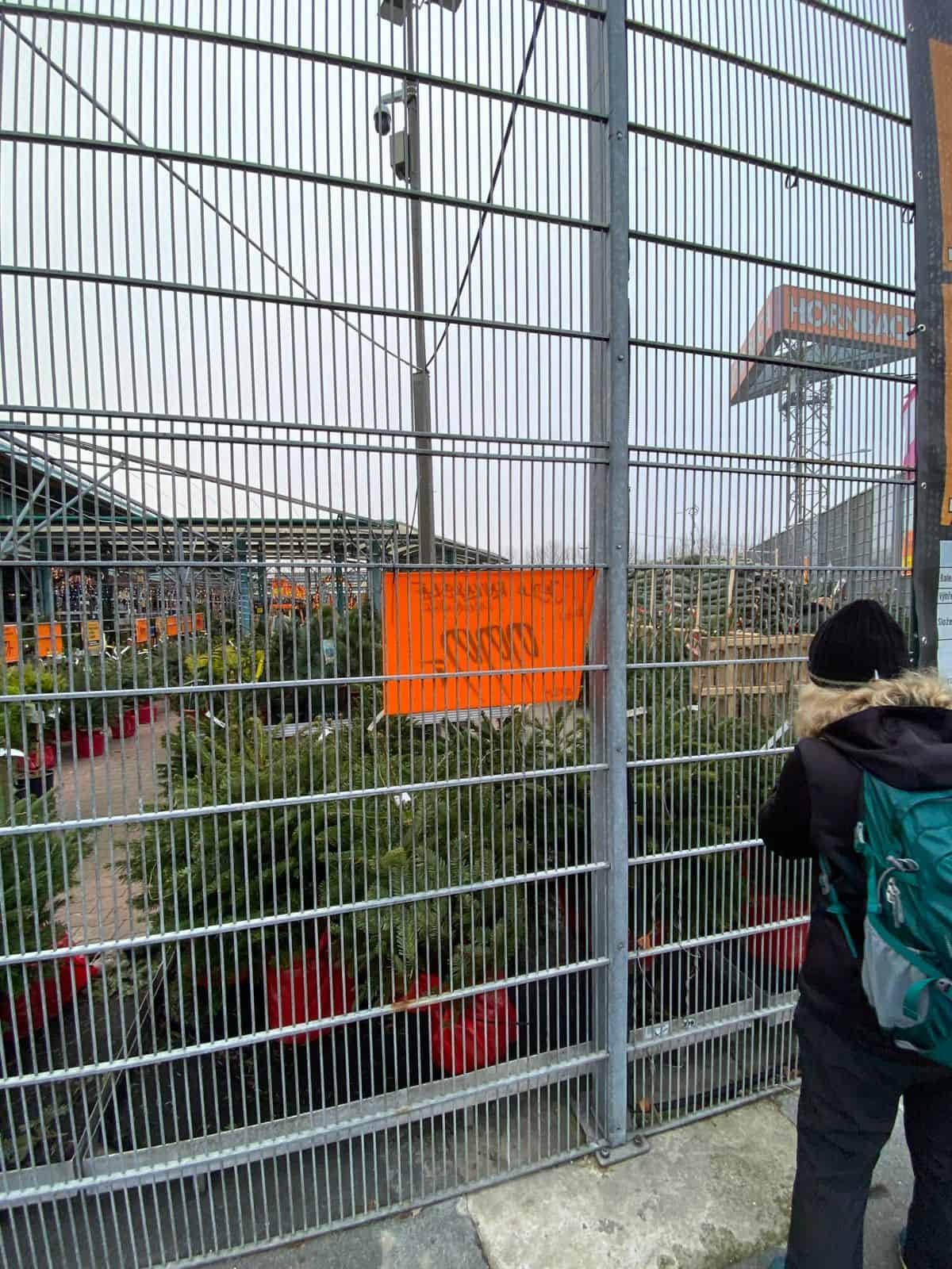 Nasávání vánoční atmosféry už u prodeje stromků.