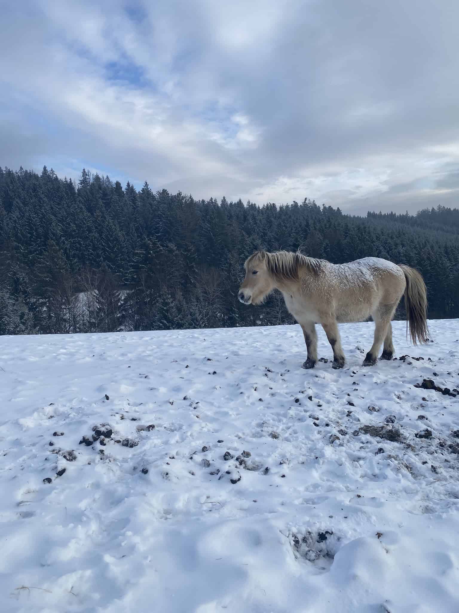 Tenhle krasavec tiše postával na mrazivé pastvině a stoicky pozoroval okolí.