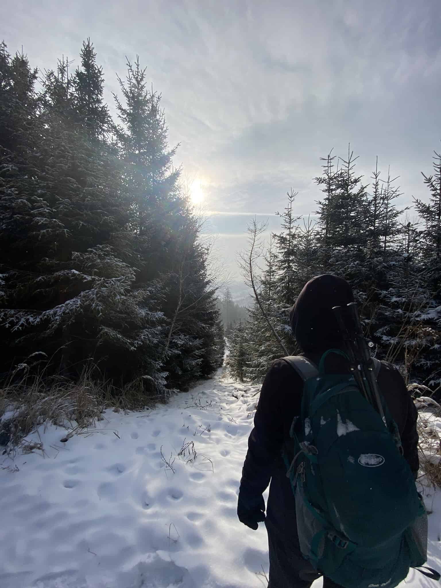 Konečně na chvíli proražená oblačnost a sluníčko, které čarovalo v jehličnatém lese.