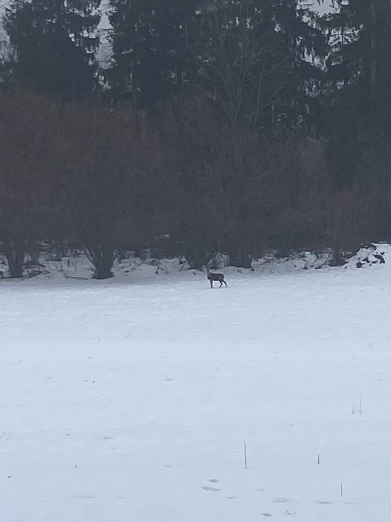 Neradíme rušit, tak potichu pozorujeme zvěř z dálky.