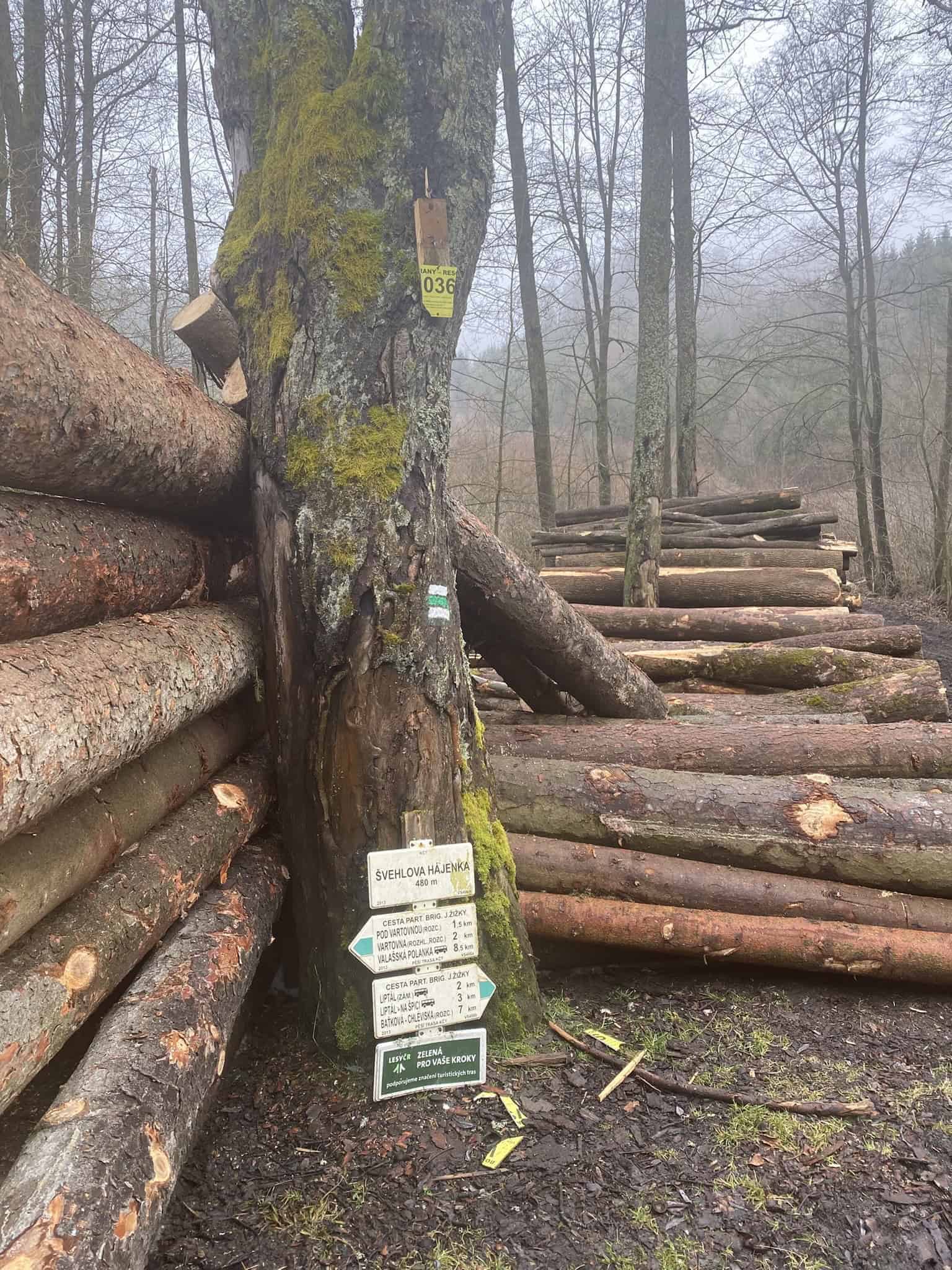 Rozcestník u Švehlovy hájenky se téměř ztrácel ve složeném dřevě.