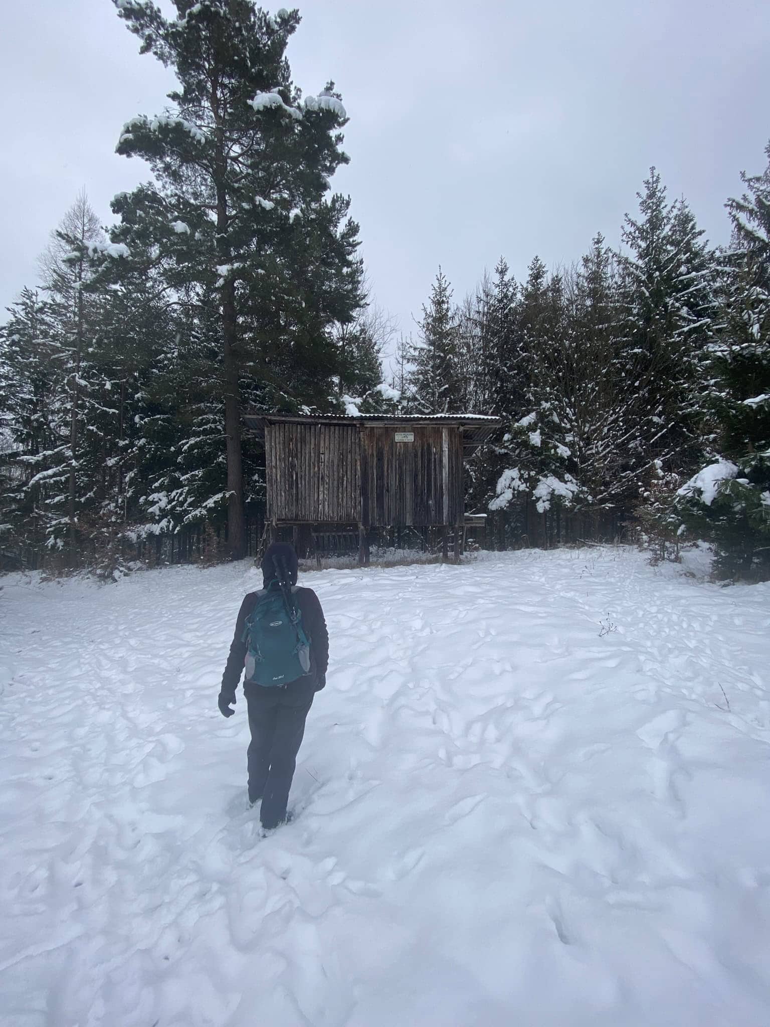 Narazili jsme na starý dřevěný posed maskující se mezi jehličnany.