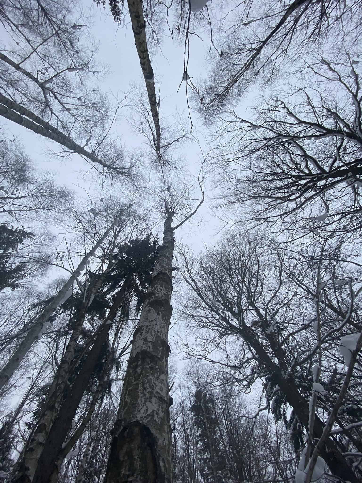 Při chůzi nahoru je dobré se občas zastavit a podívat se jen tak do korun stromů.
