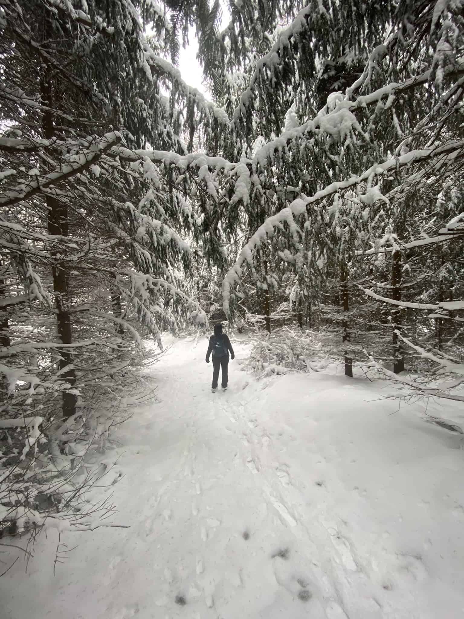 Zimní království. Sestup jehlíčnany, které pod tíhou sněhu místy zavíraly cestu.