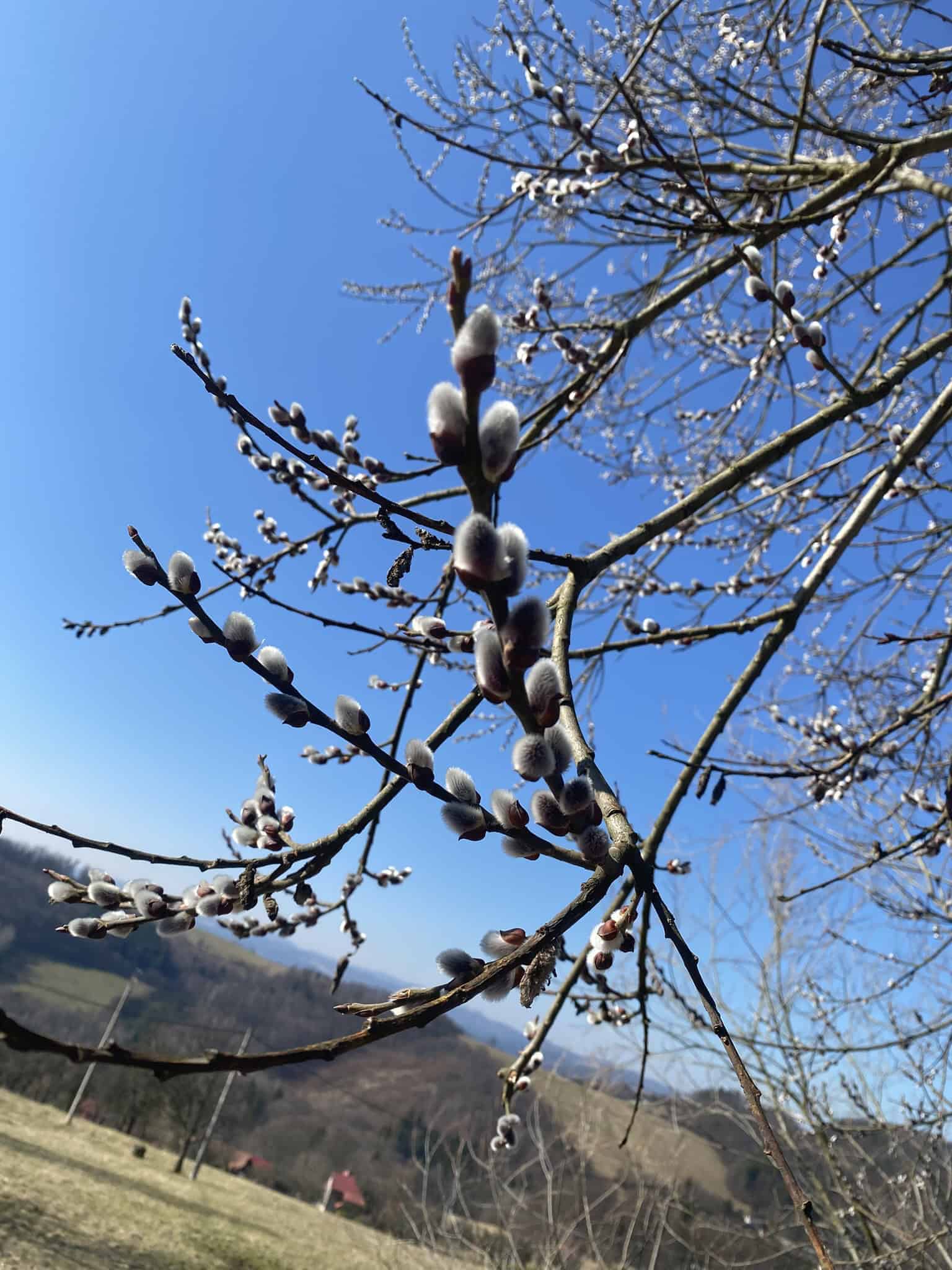 Jaro je i přes konec února jasně ve vzduchu.