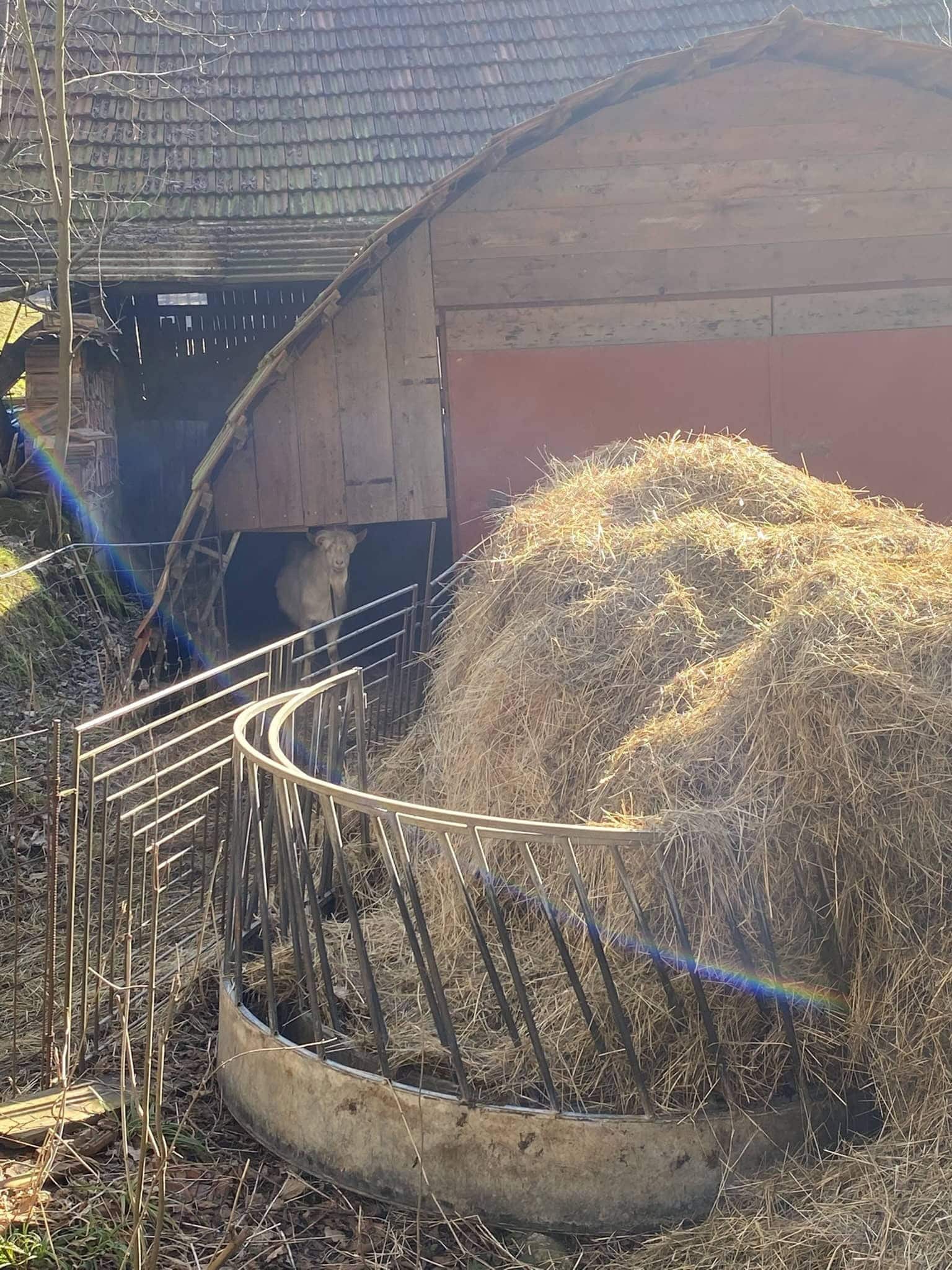 Místní čtyřnohý pozorovatel v Růždeckém Vesníku.