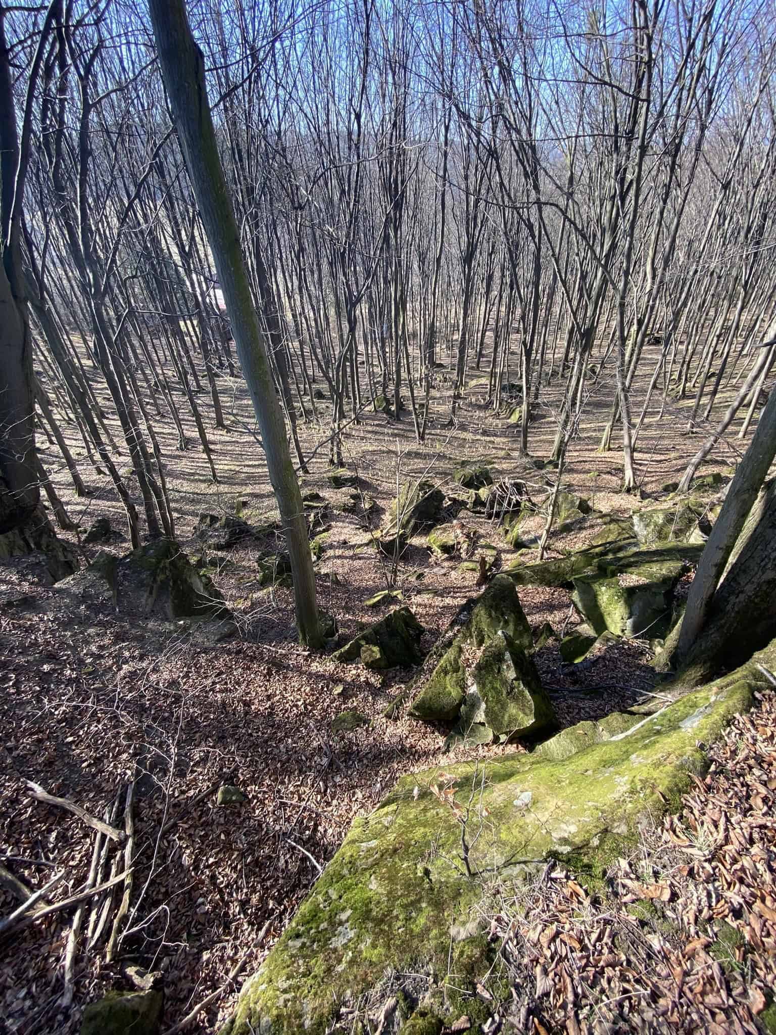 Kamenitý výstup bukovým lesem