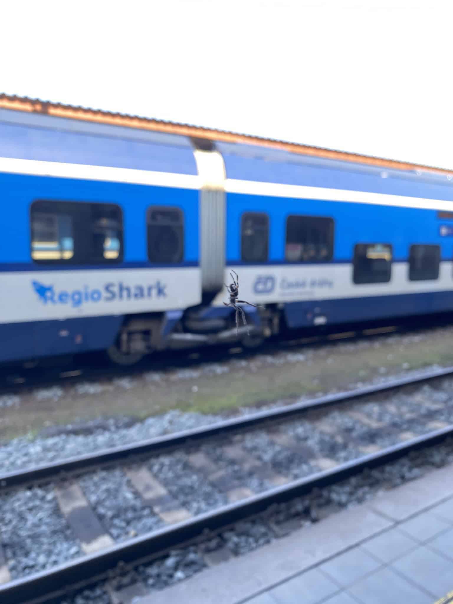 Pavouk na nádraží v Rožnově