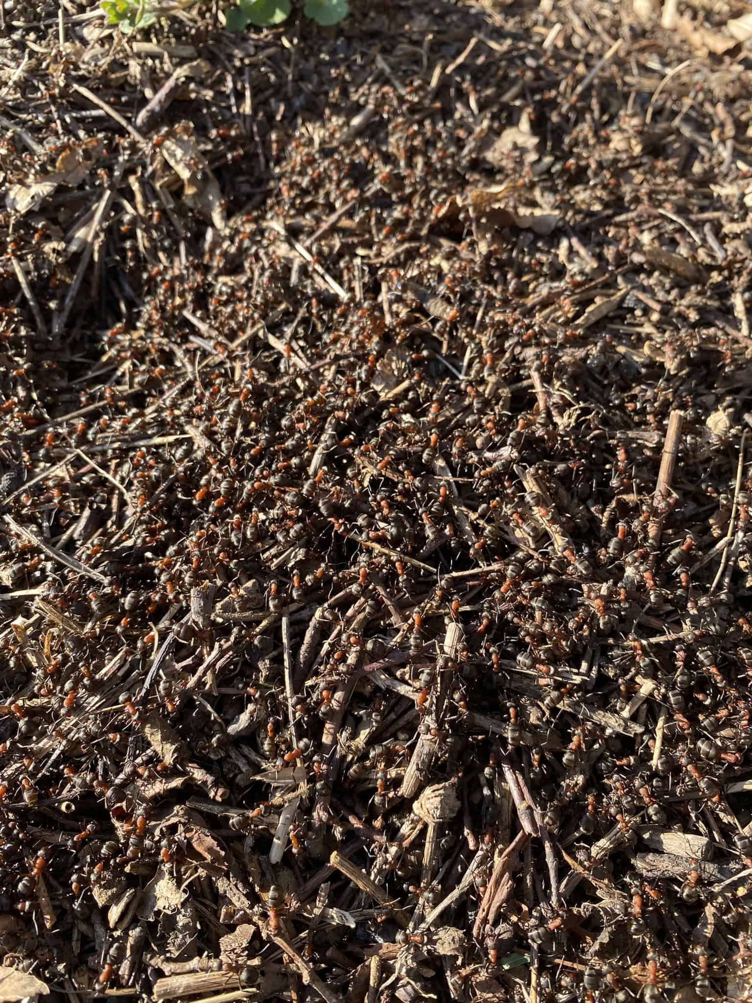 Probouzející se mraveniště