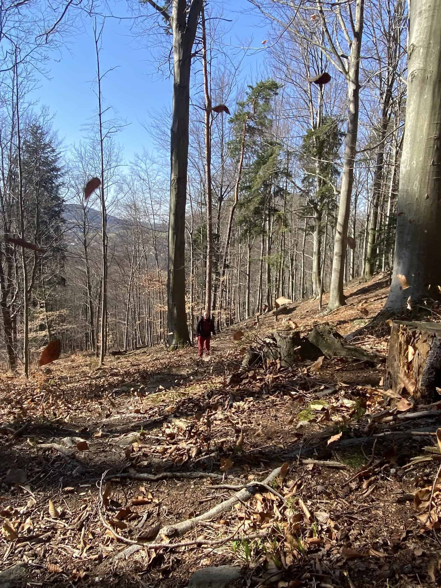 Vichřice nám tu fučela tak, že se celým lesem vznášely roje loňského bukového listí.